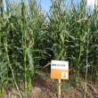 Посевные площади кукурузы Грязовецкого района составляют 61% посевов области