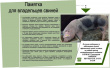 В Грязовецком районе сложилась неблагополучная эпизоотическая ситуация по высокопатогенному заболеванию свиней, АФРИКАНСКАЯ ЧУМА свиней (АЧС)