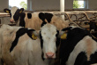 Грязовецкие сельхозпредприятия занимают второе место по надою молока!