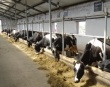 За 9 месяцев 2017 года в  сельскохозяйственных организациях   Грязовецкого района поголовье коров  увеличилось на 379  голов к уровню прошлого года, валовое производство молока увеличилось на 8 %