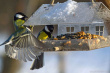 Эксперты рассказали, зачем в Вологодской области подкармливать птиц зимой