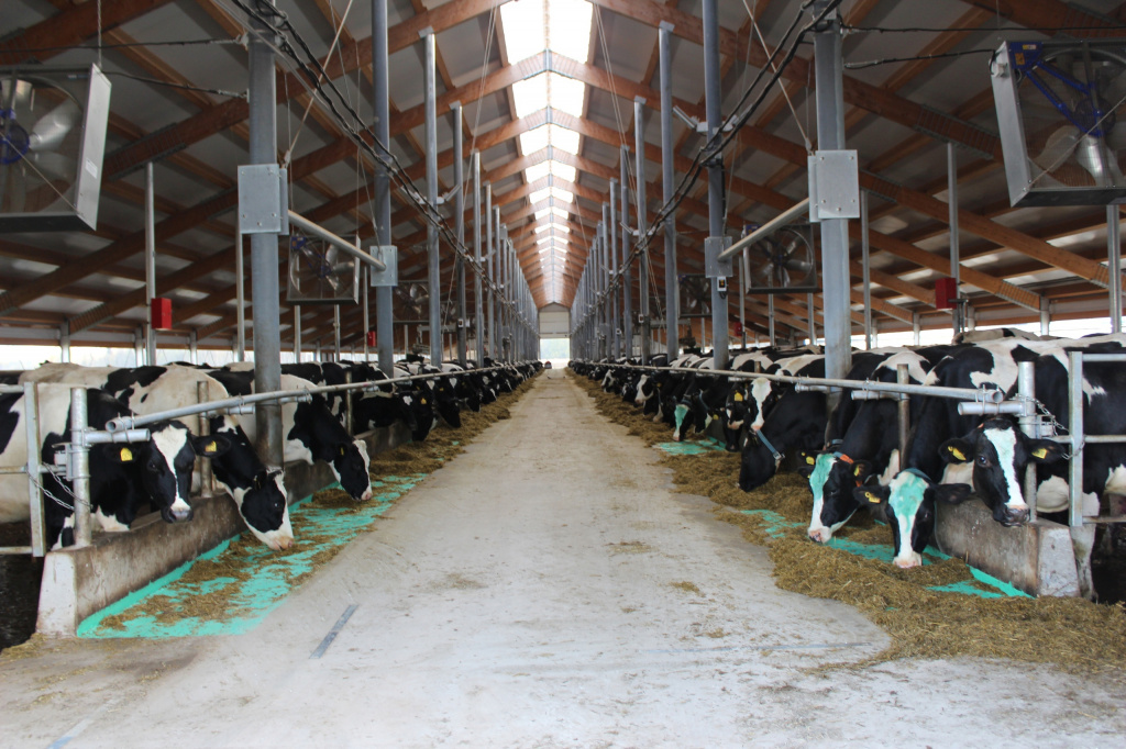 Четыре сельскохозяйственных предприятия Грязовецкого района вошли в десятку лучших в области по средней продуктивности на одну корову